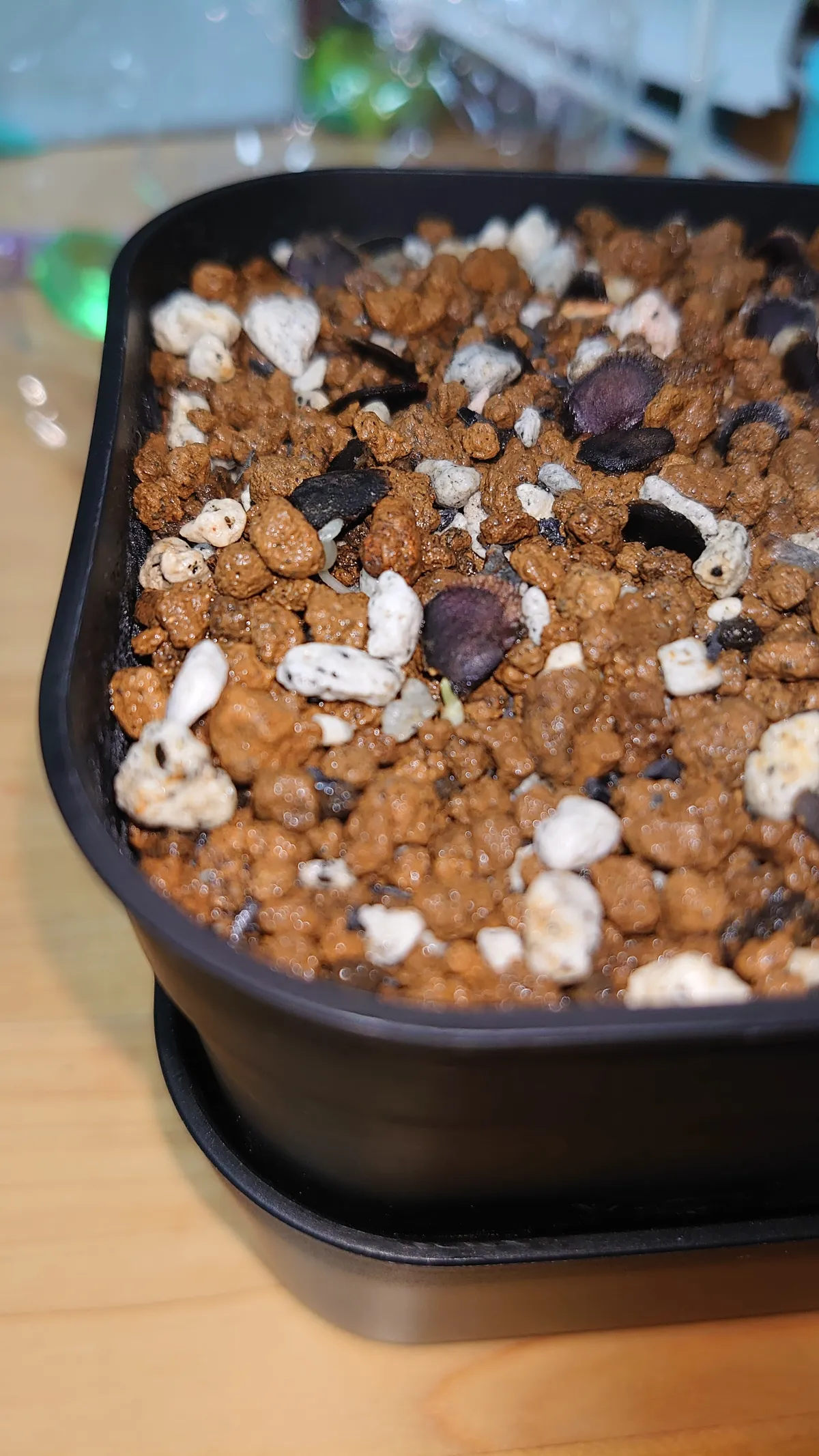 [チャレンジ種子] 亀甲竜 Dioscorea elephantipes ディオスコレア エレファンティペス 未発芽ロット