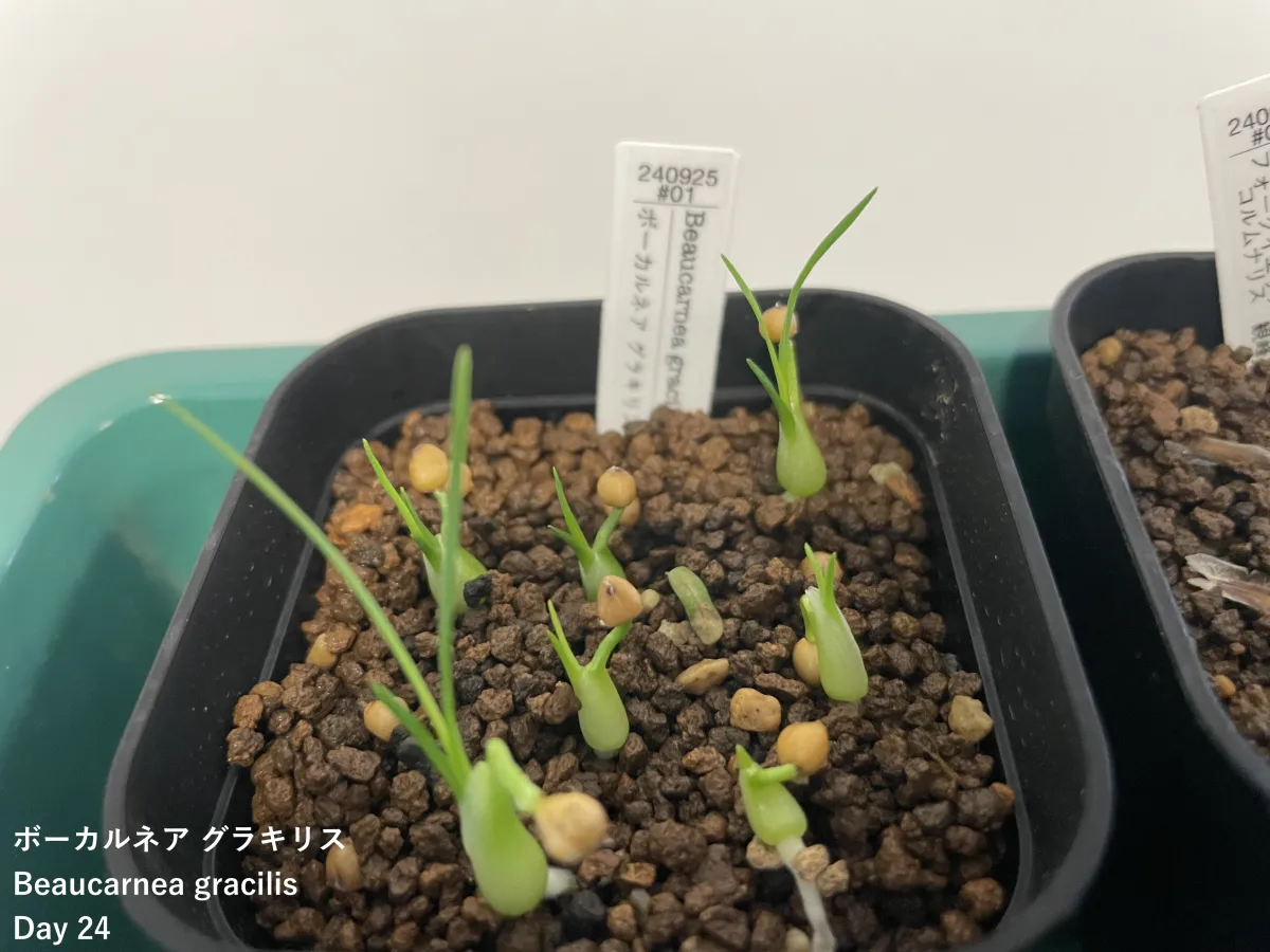 Beaucarnea gracilis (ボーカルネア グラキリス)