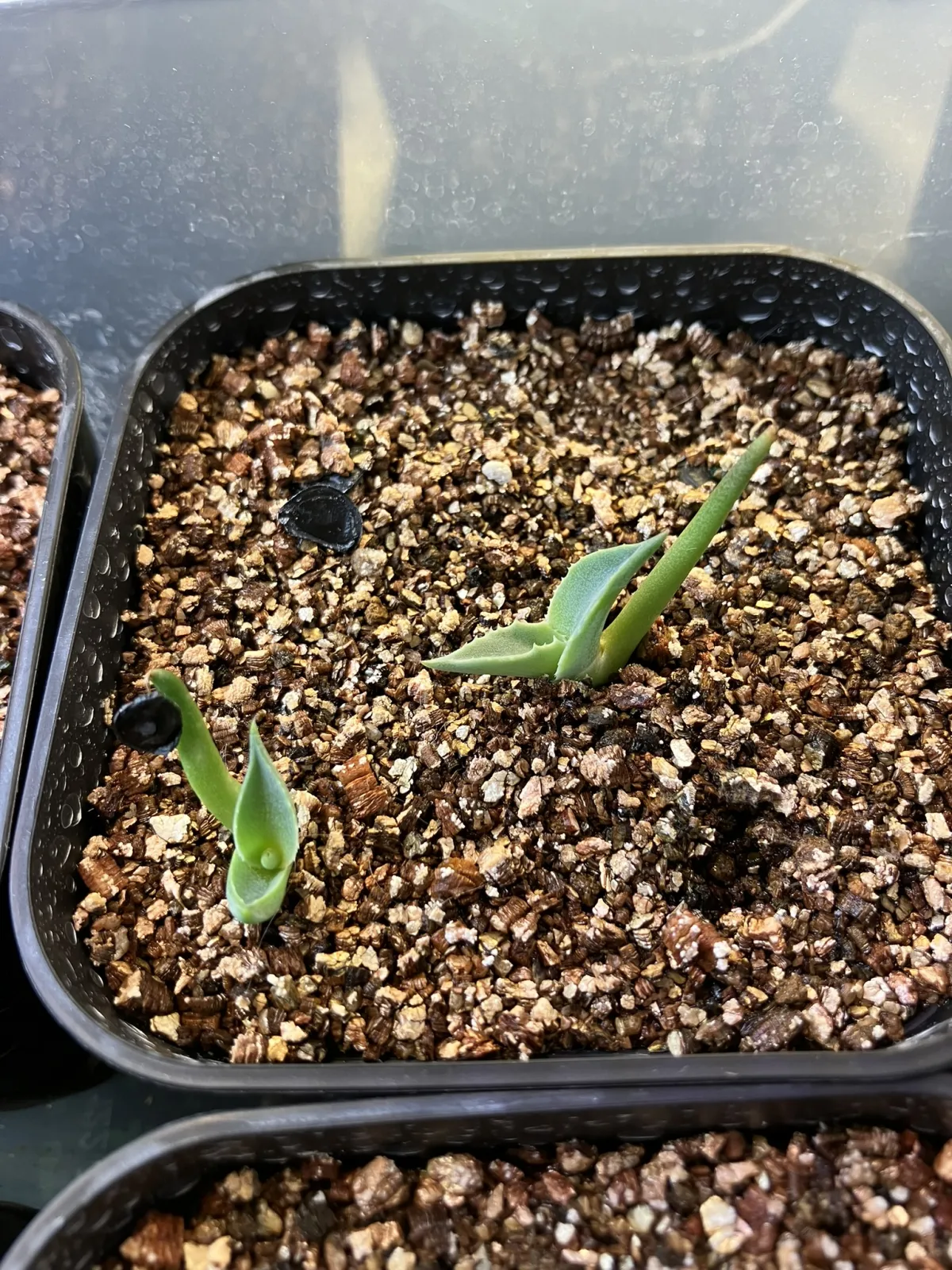 Agave montana (アガベ モンタナ)