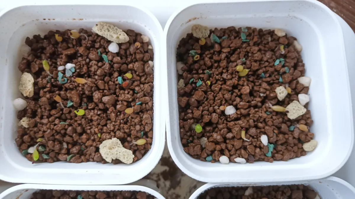 Echinocactus grusonii (エキノカクタス キンシャチ)