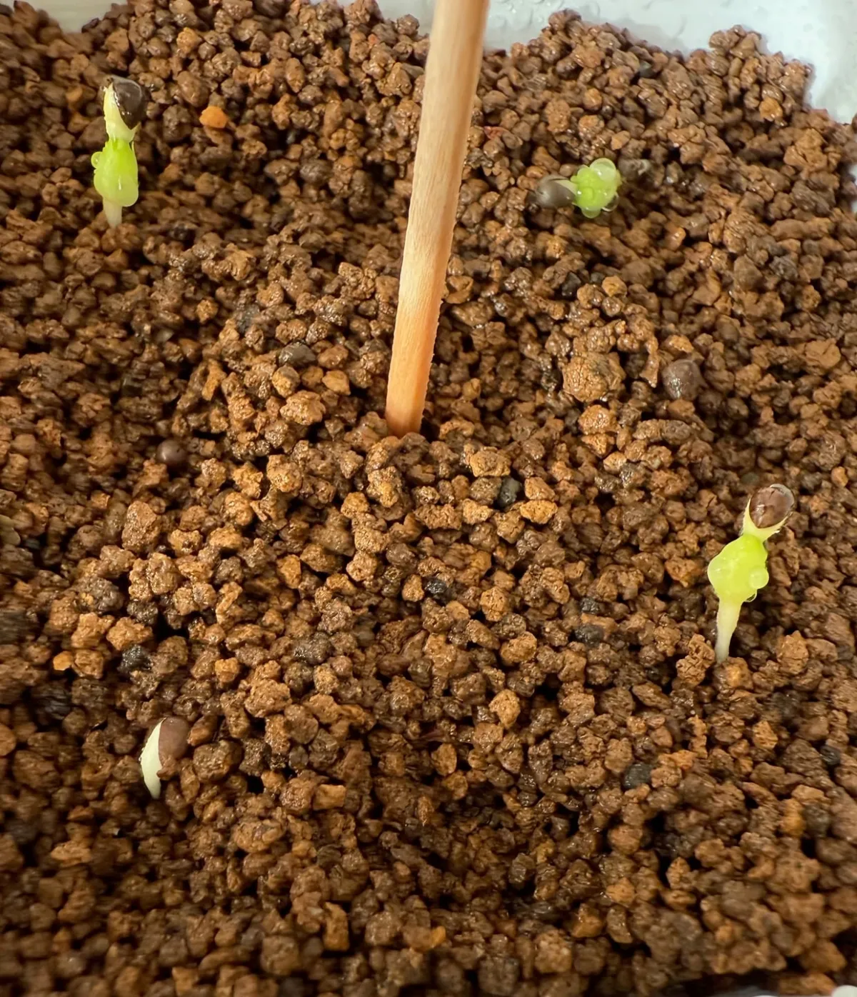 Euphorbia obesa subsp. obesa (ユーフォルビア オベサ)