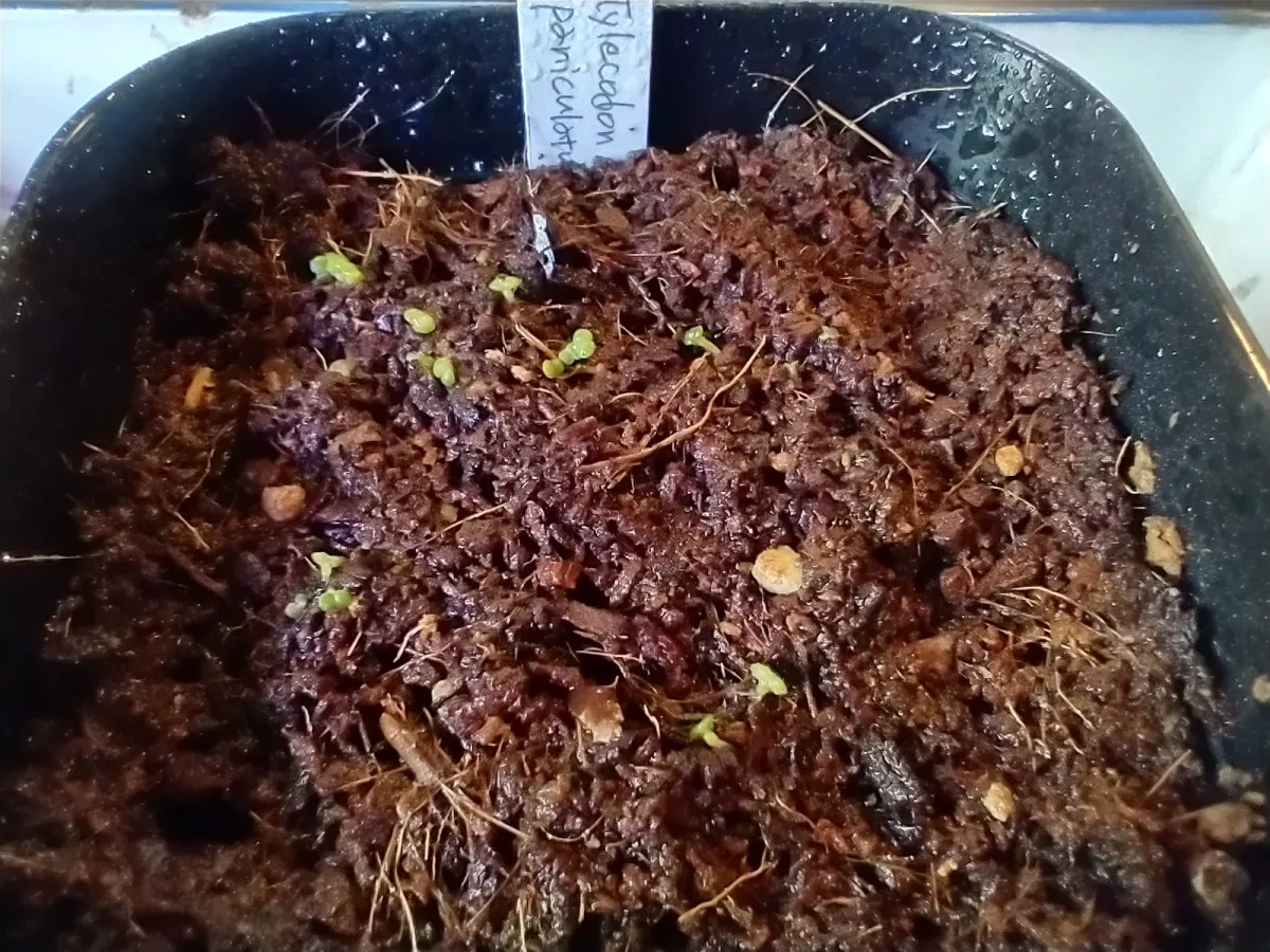 Tylecodon paniculatus (ティレコドン パニクラタス)