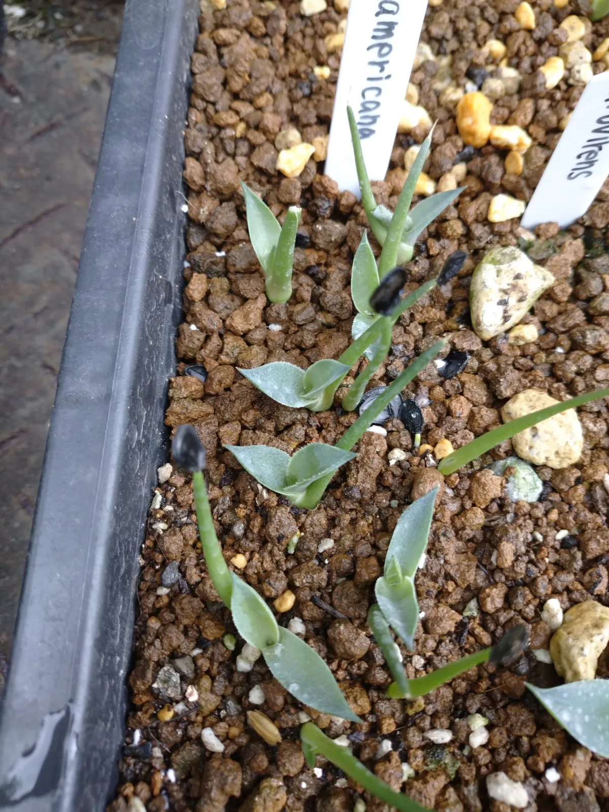 Agave americana ssp. americana (アガベ アメリカーナ)