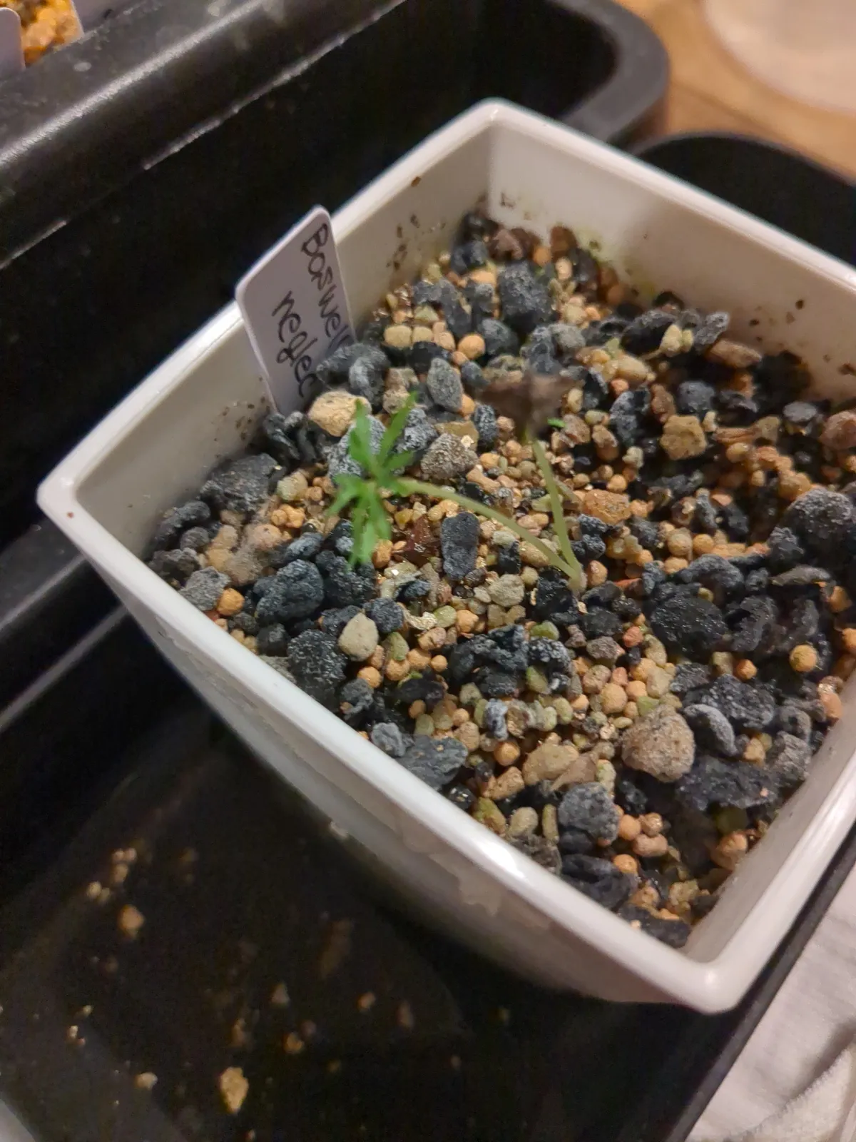 Boswellia neglecta (ボスウェリア ネグレクタ)