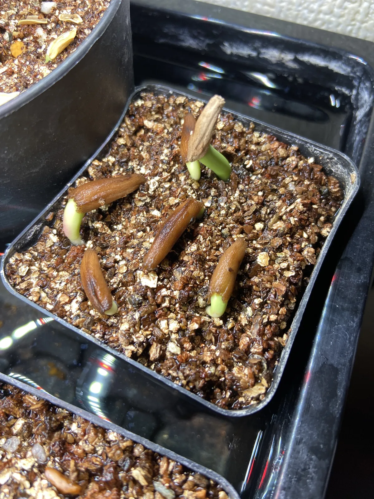 Adenium arabicum (アデニウム アラビカム)