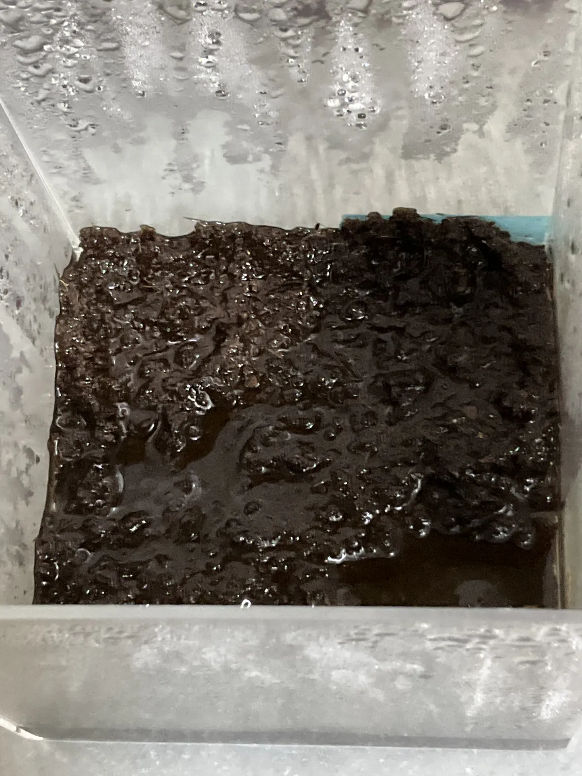 Platycerium madagascariense (ビカクシダ マダガスカリエンセ)