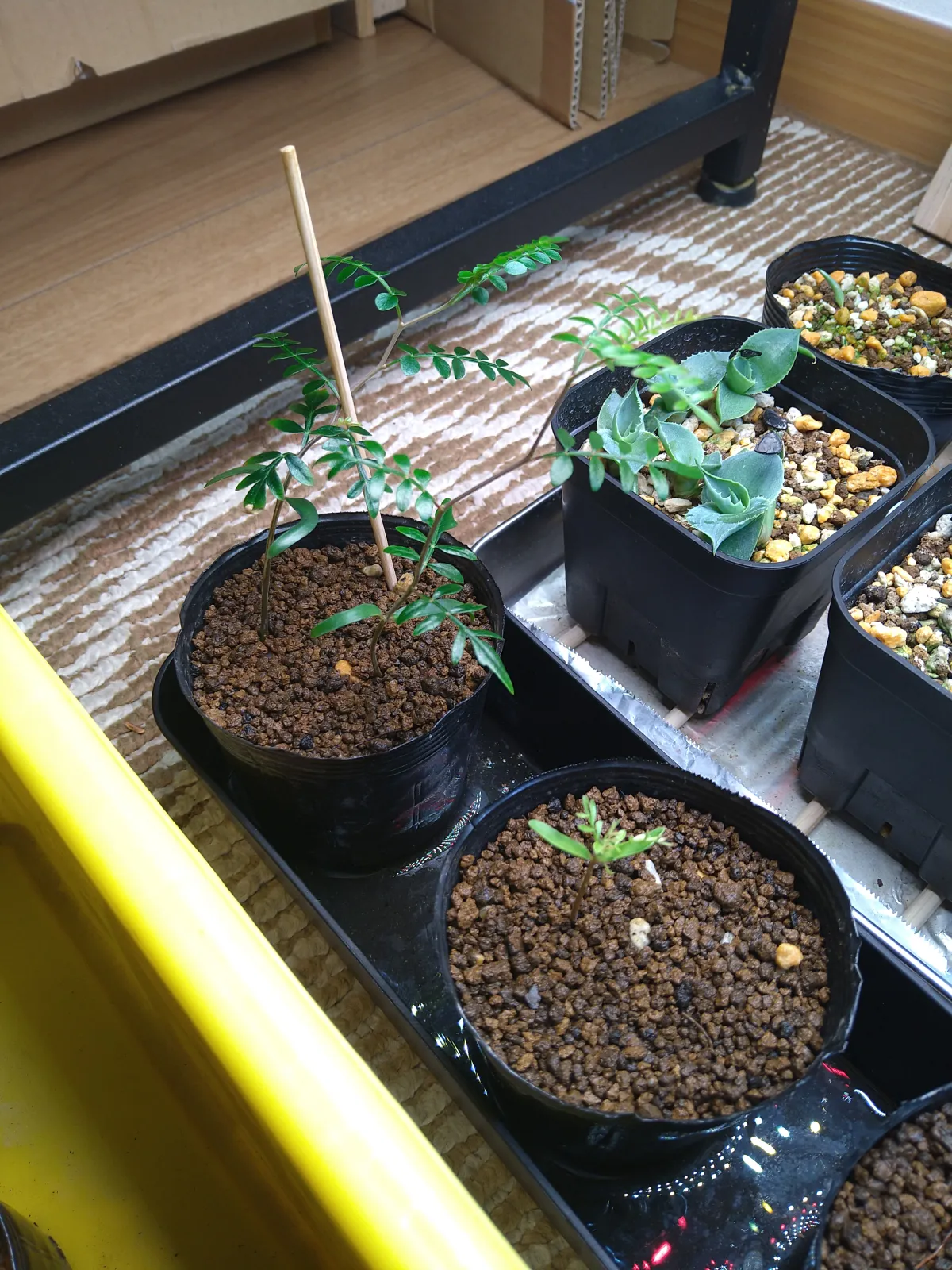 Operculicarya pachypus (オペルクリカリア パキプス)