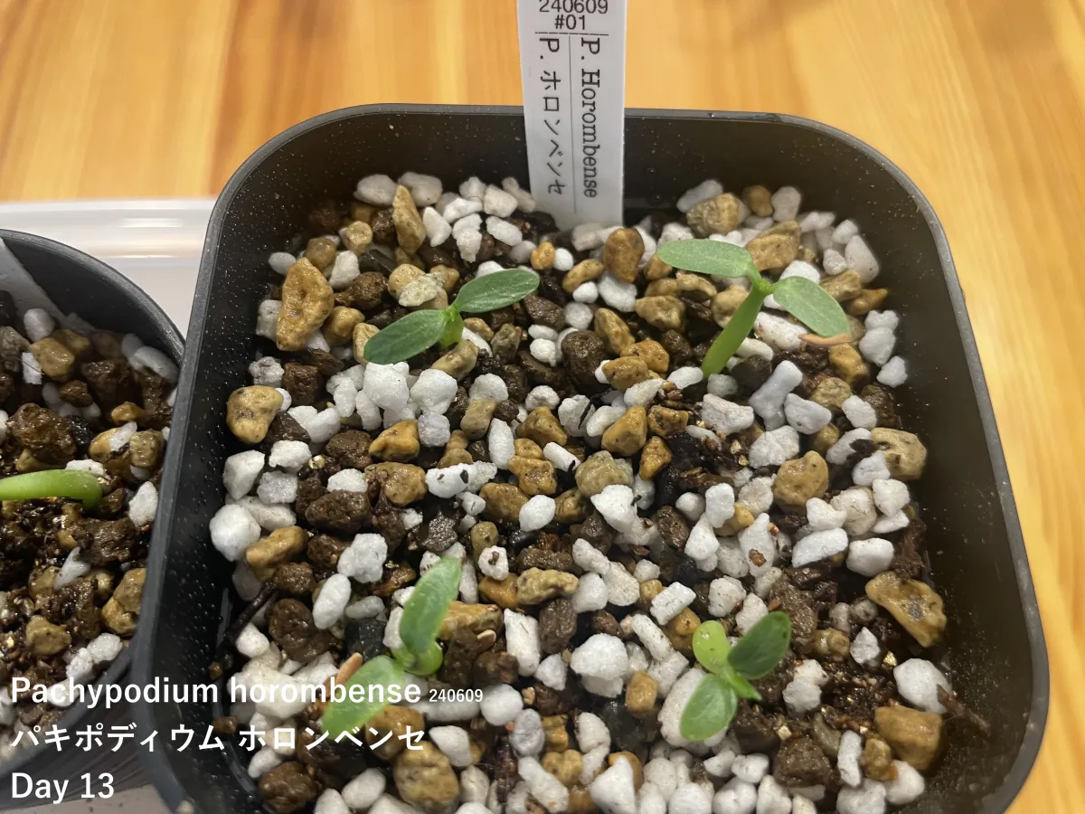 Pachypodium horombense (パキポディウム ホロンベンセ)