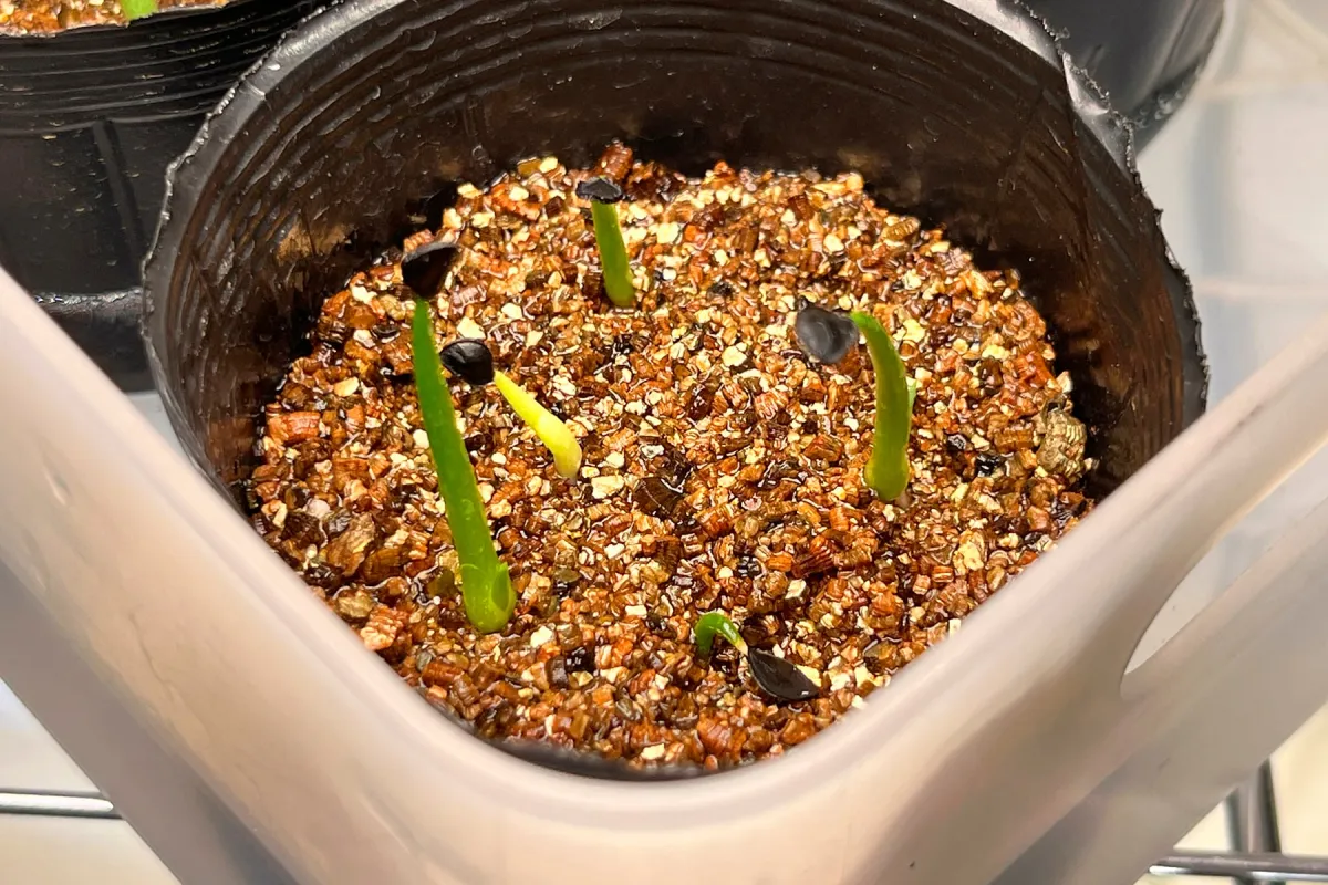 Agave parrasana (アガベ パラサナ)