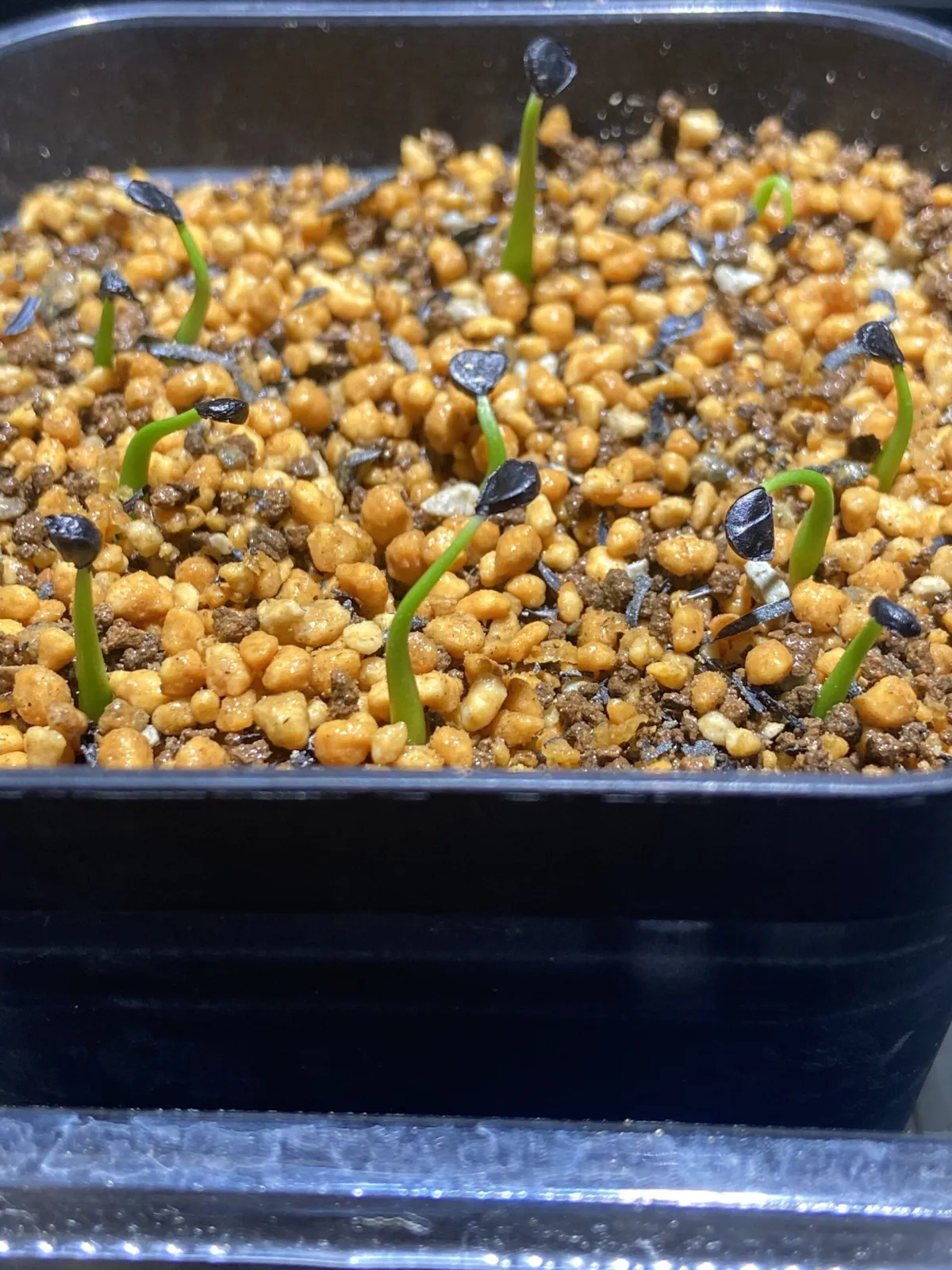 Agave utahensis var. nevadensis (アガベ ユタエンシス ネヴァデンシス)