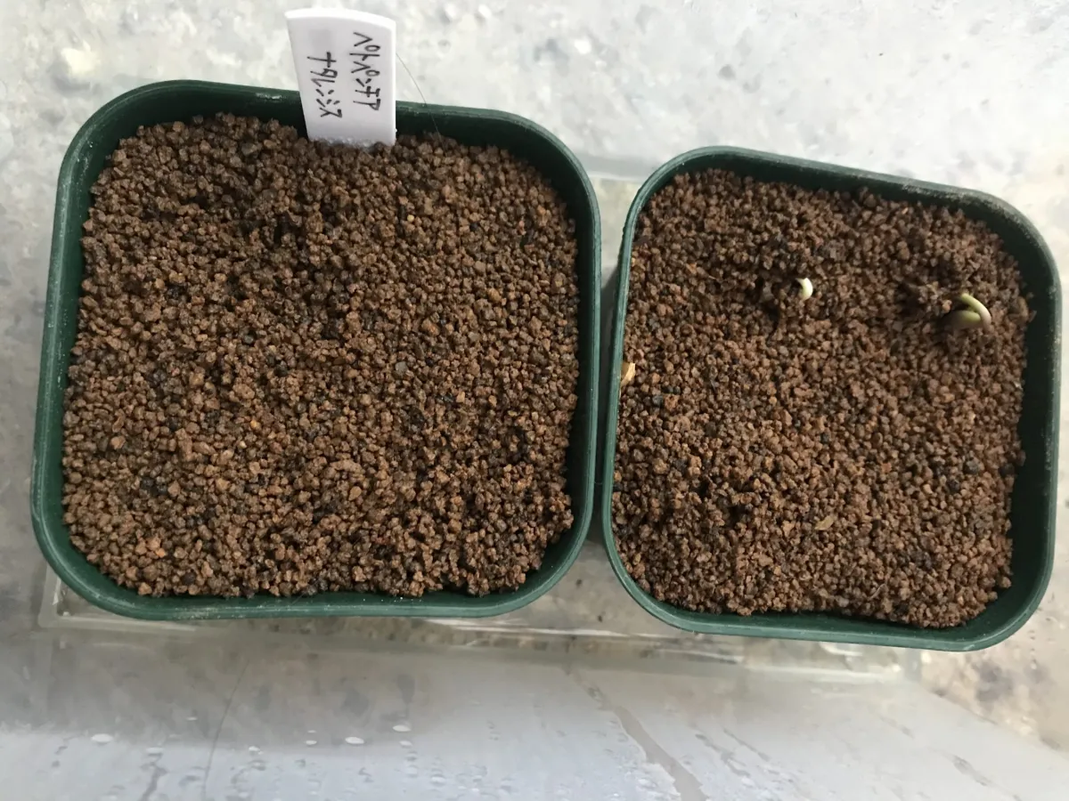 Petopentia natalensis (ペトペンチア ナタレンシス)