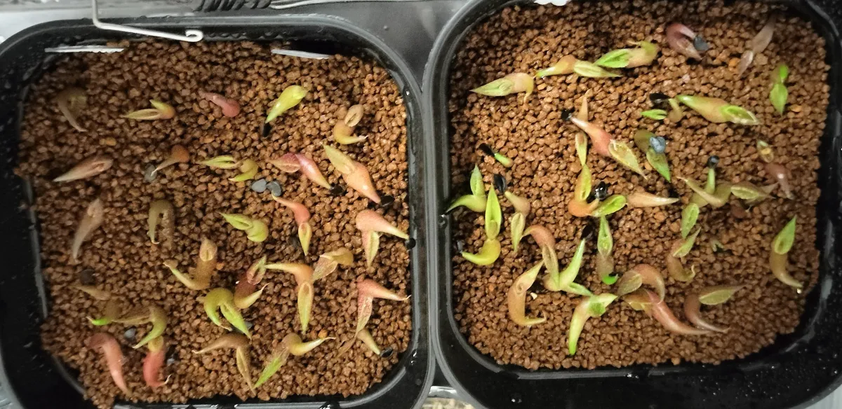 Agave oteroi (アガベ オテロイ)