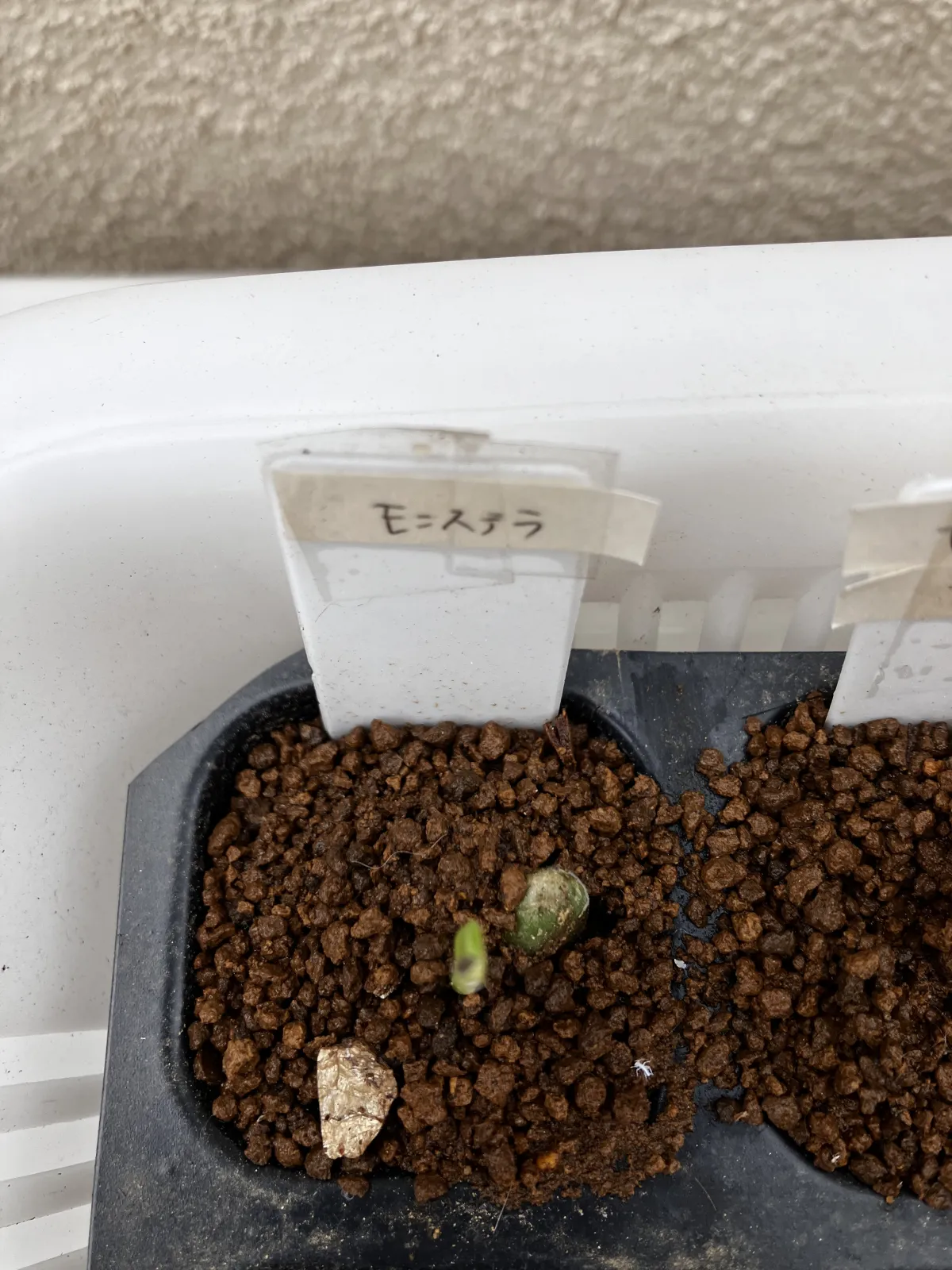 Monstera deliciosa (モンステラ デリシオーサ)