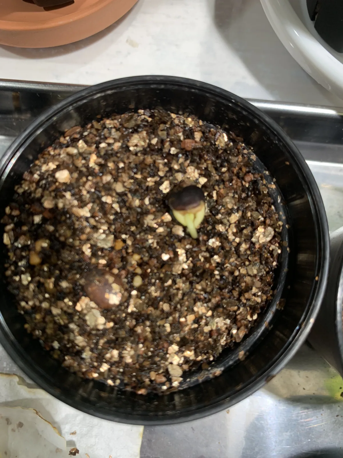 Commiphora monstruosa (コミフォラ モンストローサ)