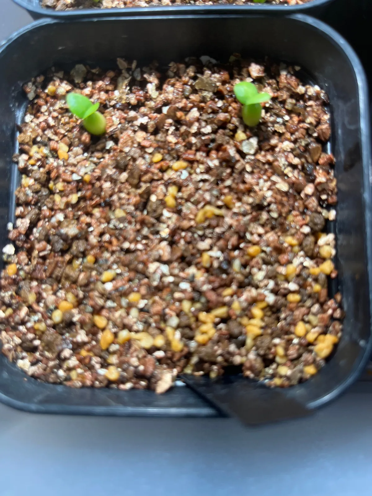 Pachypodium succulentum (パキポディウム サキュレンタム 天馬空)