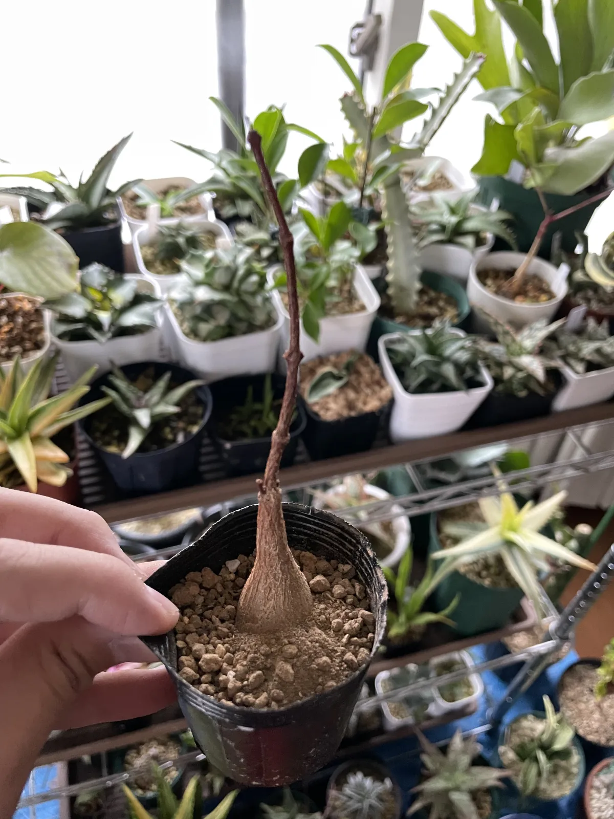 Petopentia natalensis (ペトペンチア ナタレンシス)