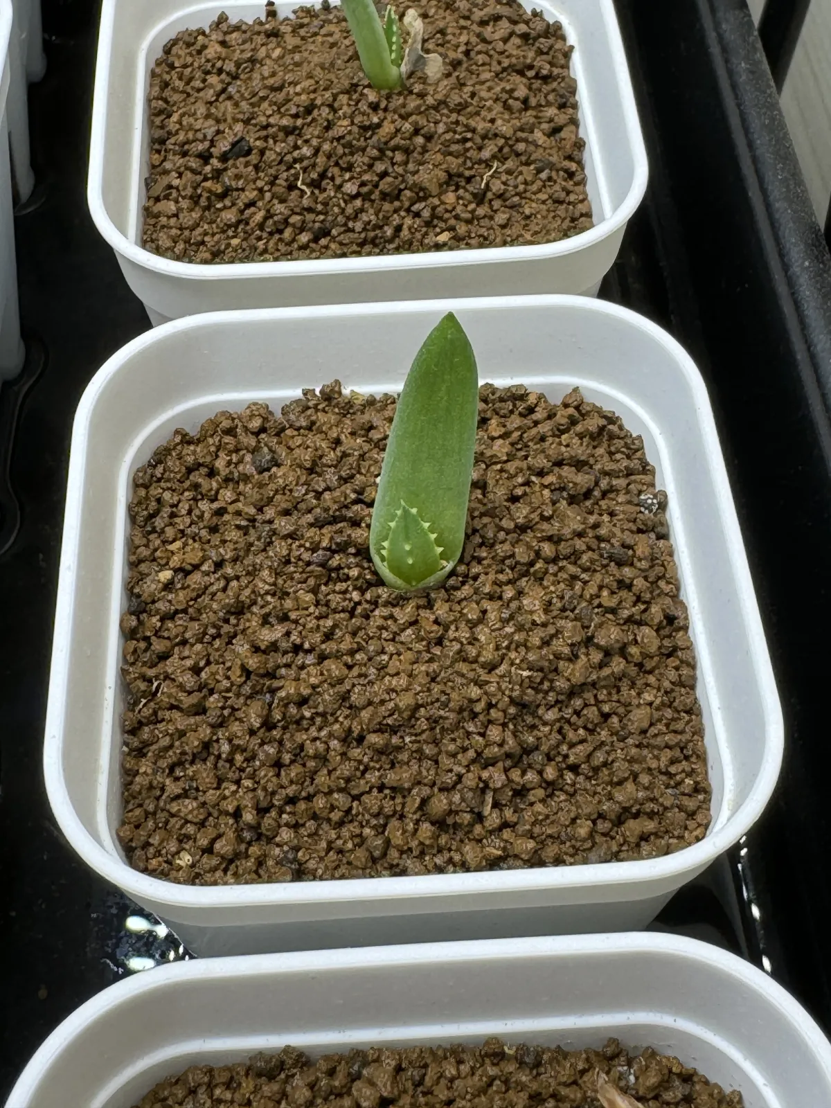 Aloe ramosissima (アロエ ラモシシマ)