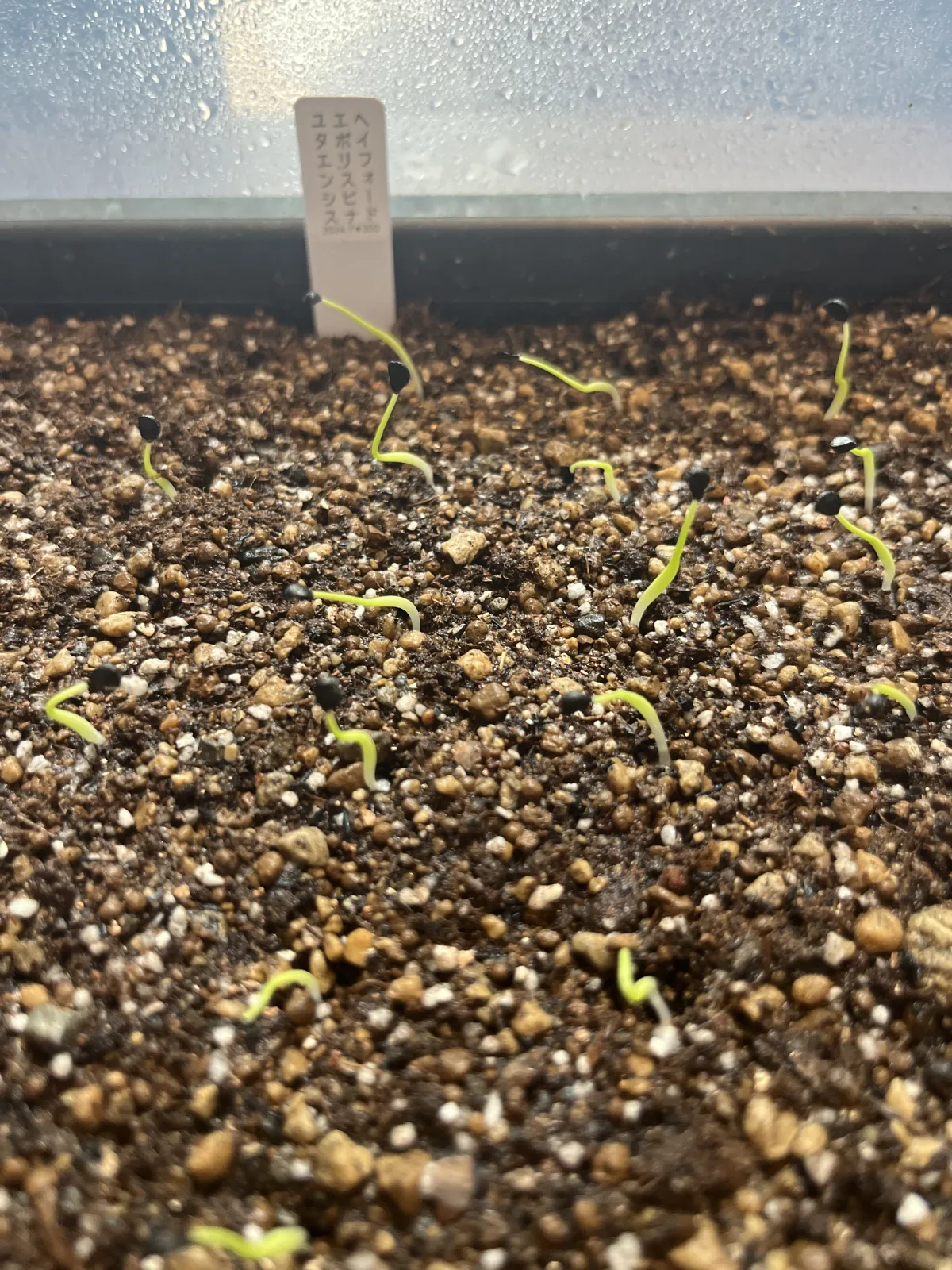 Agave utahensis var. eborispina 'Hayford' (アガベ エボリスピナ ヘイフォード)