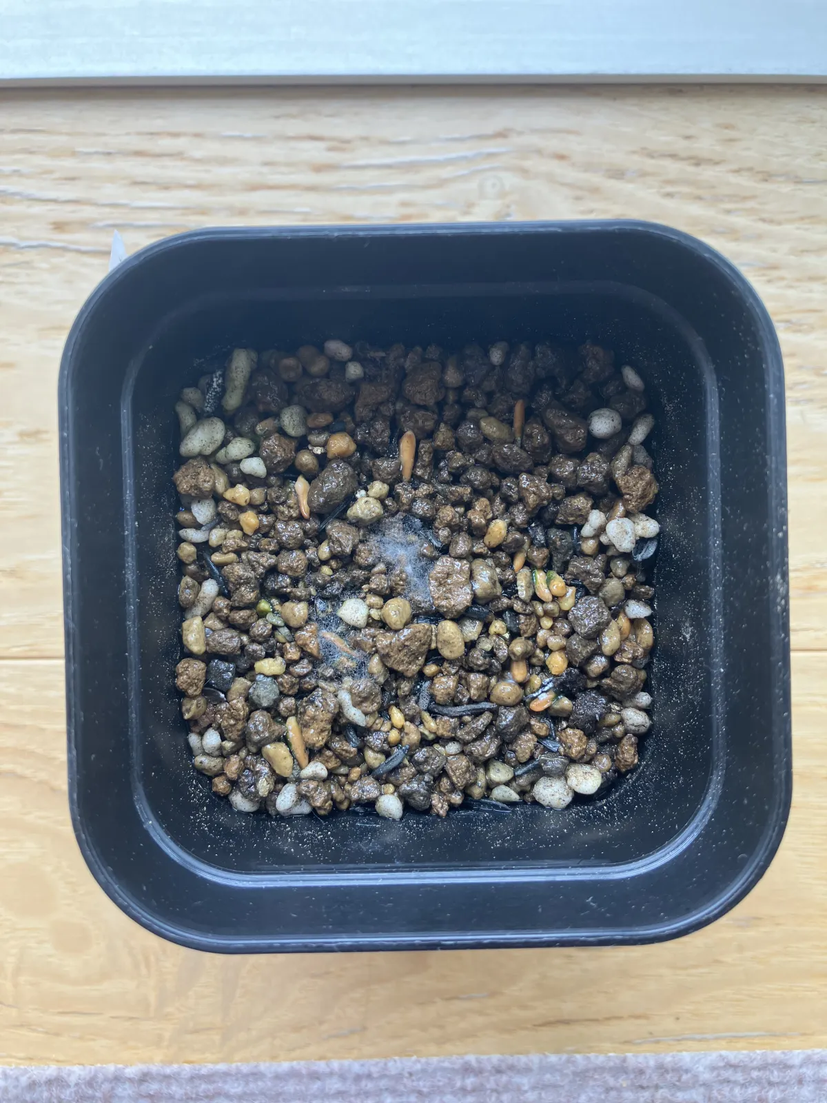 [無料種子] 発芽難 パキポディウム グラキリス　 Pachypodium rosulatum var. gracilius