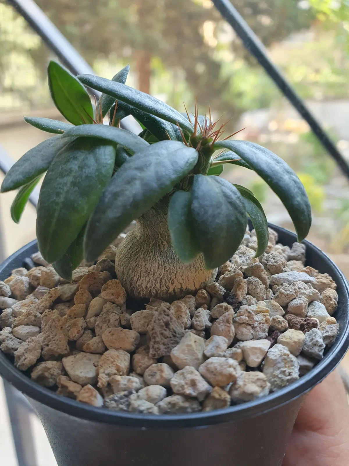 Pachypodium succulentum (パキポディウム サキュレンタム 天馬空)