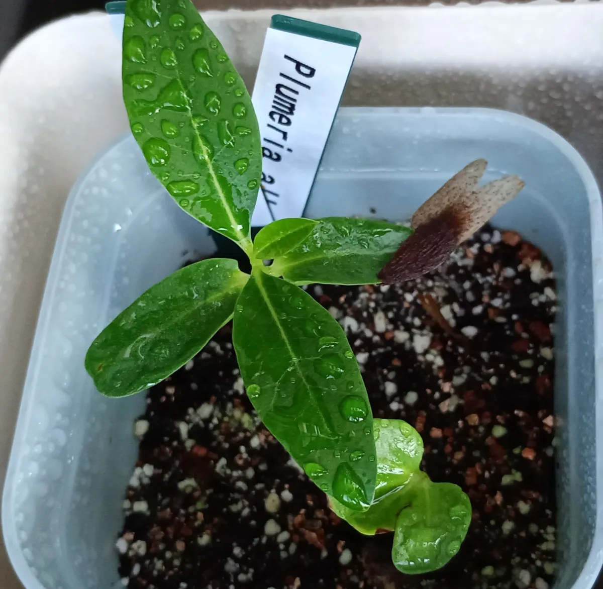 Plumeria alba (プルメリア アルバ)