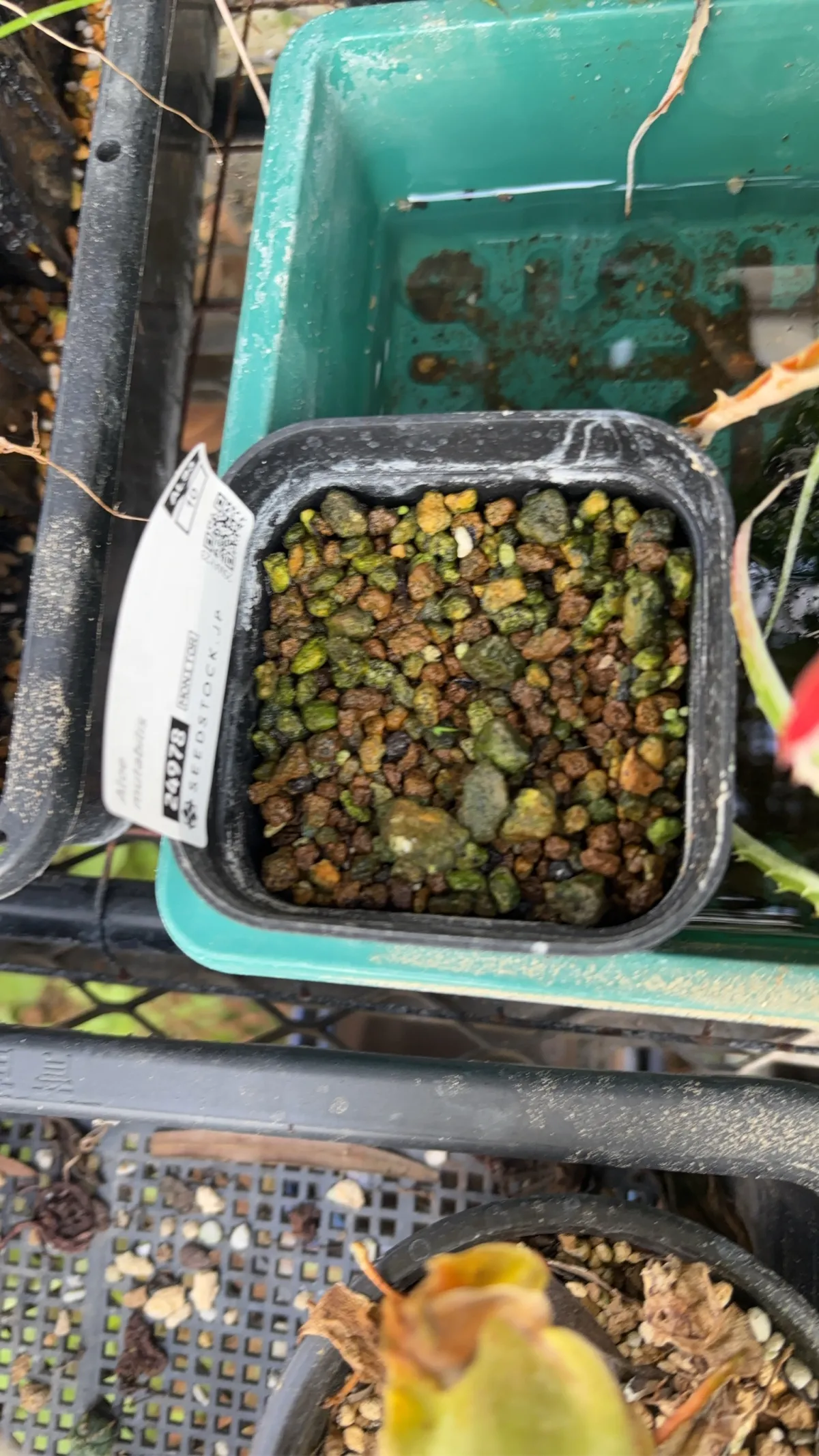 Aloe mutabilis (アロエ ミュータビリス)