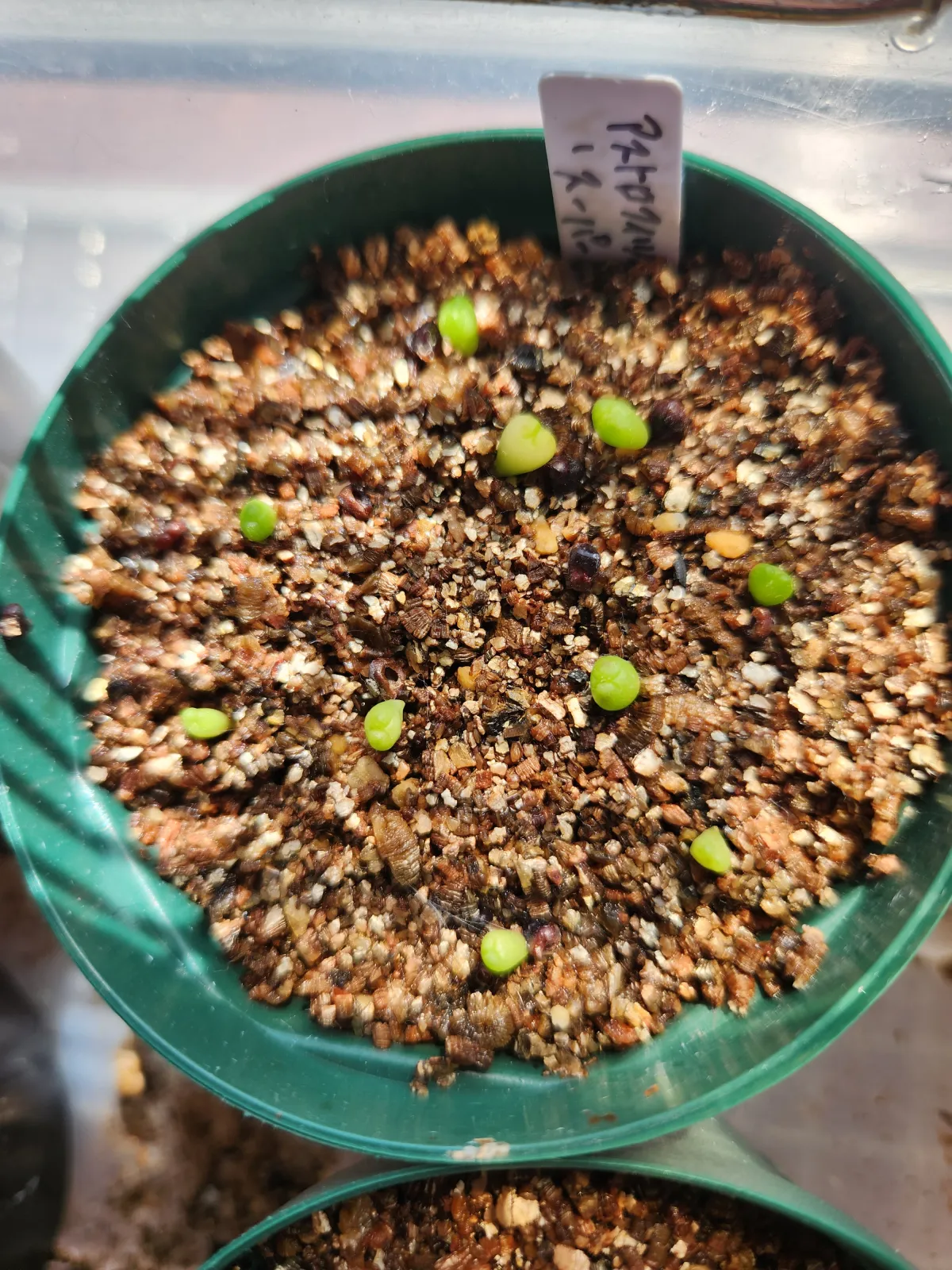 Astrophytum asterias (アストロフィツム スーパー兜)