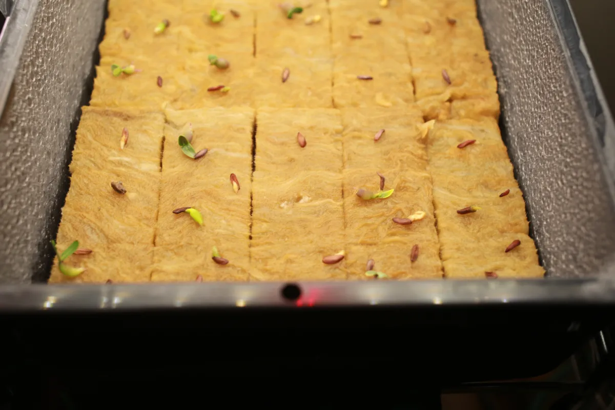 Pachypodium rosulatum (パキポディウム ロスラーツム)