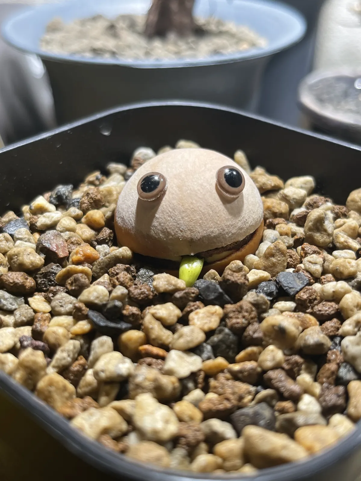 Cycas cairnsiana (サイカス カイルンシアナ)