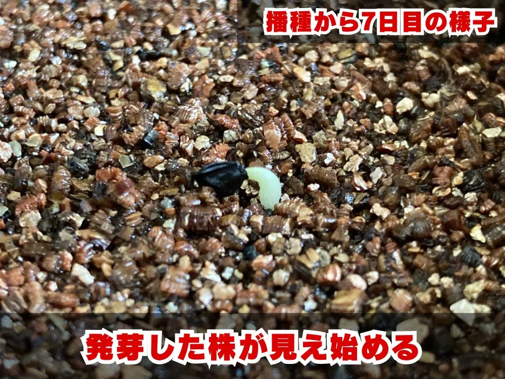 Agave parrasana (アガベ パラサナ)