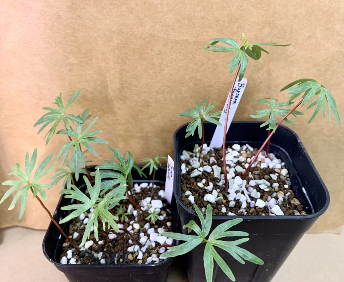 Bursera fagaroides (ブルセラ ファガロイデス)