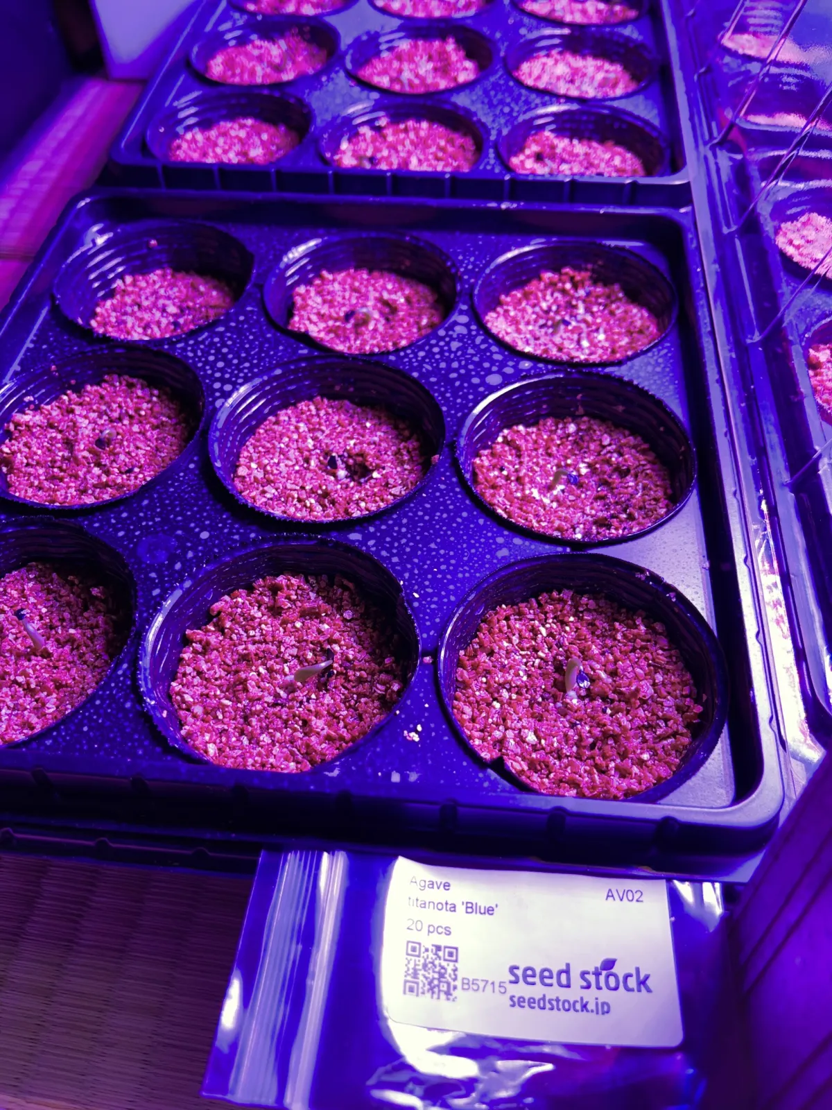 Agave titanota 'Blue' (アガベ チタノタブルー)