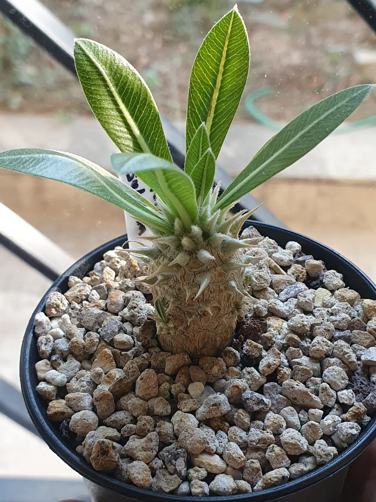 Pachypodium rosulatum (パキポディウム ロスラーツム)