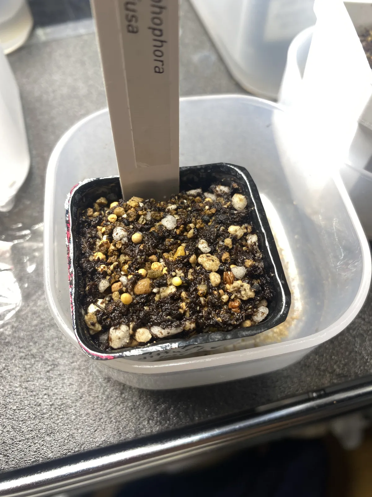 Lophophora diffusa (ロフォフォラ 翠冠玉)