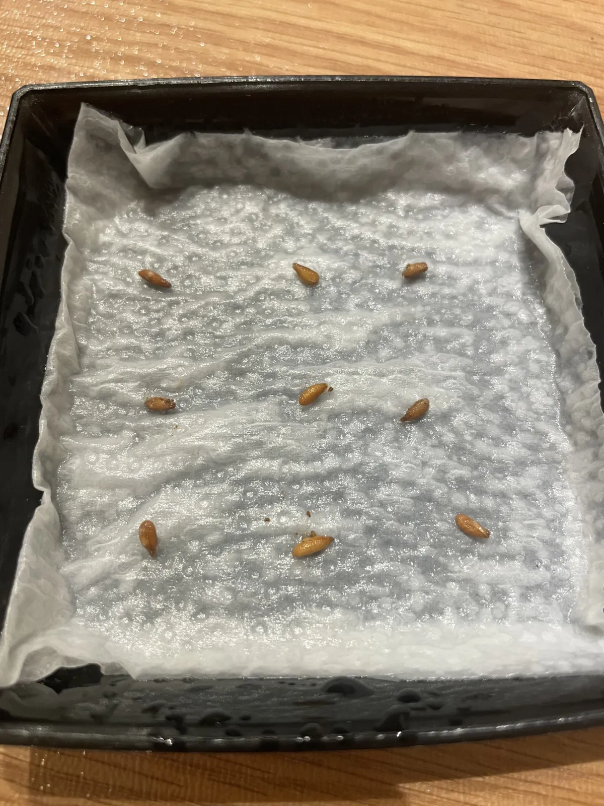 Pachypodium bispinosum (パキポディウム ビスピノーサム)