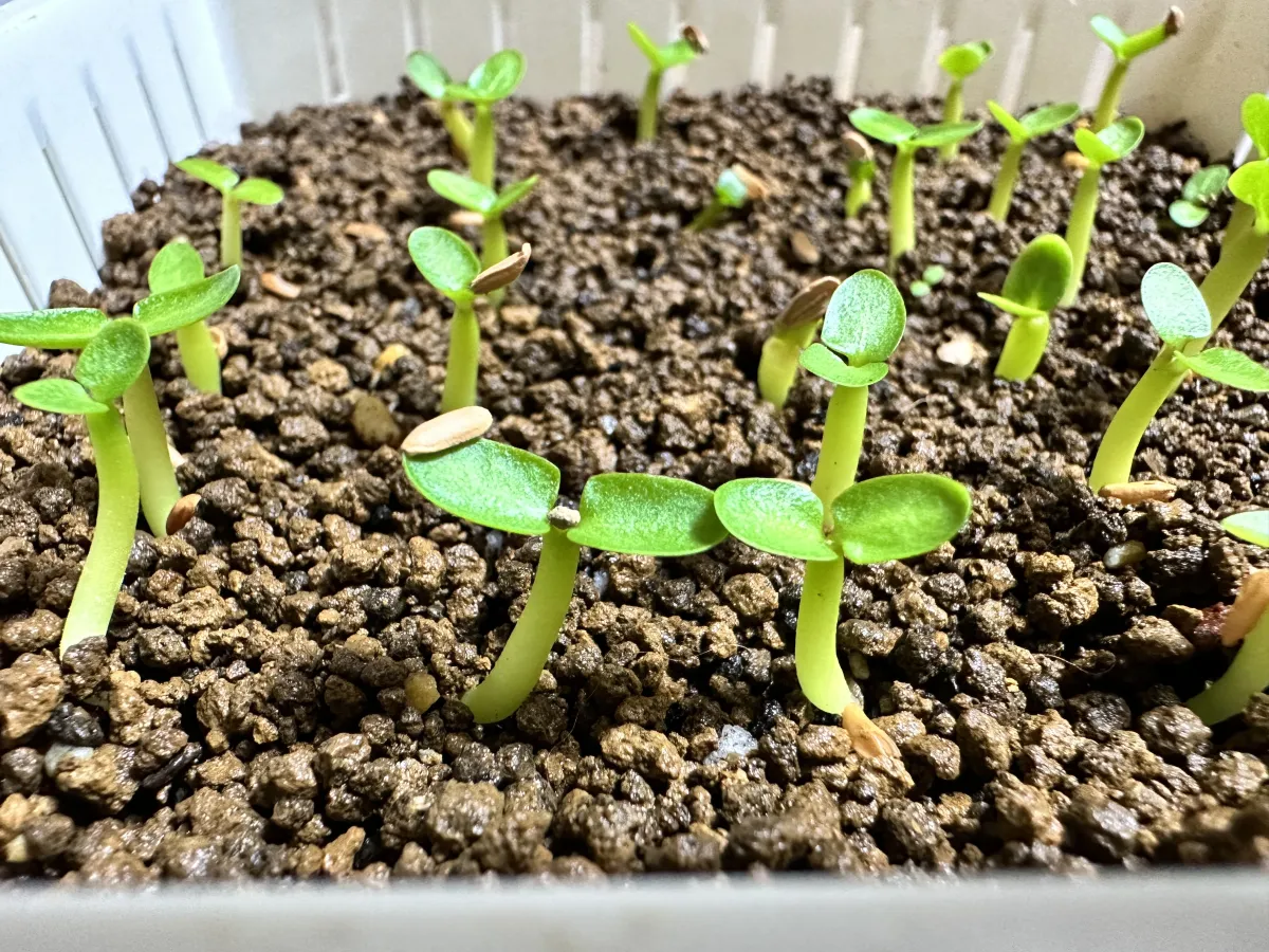 Pachypodium enigmaticum (パキポディウム エニグマチカム)