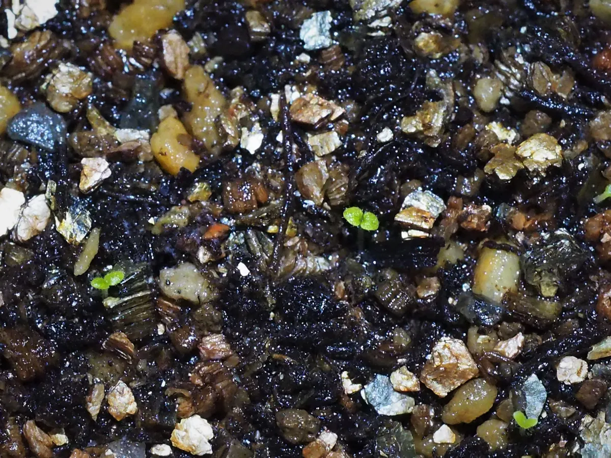 Sinningia werdermannii (シンニンギア ウェルデルマニー)