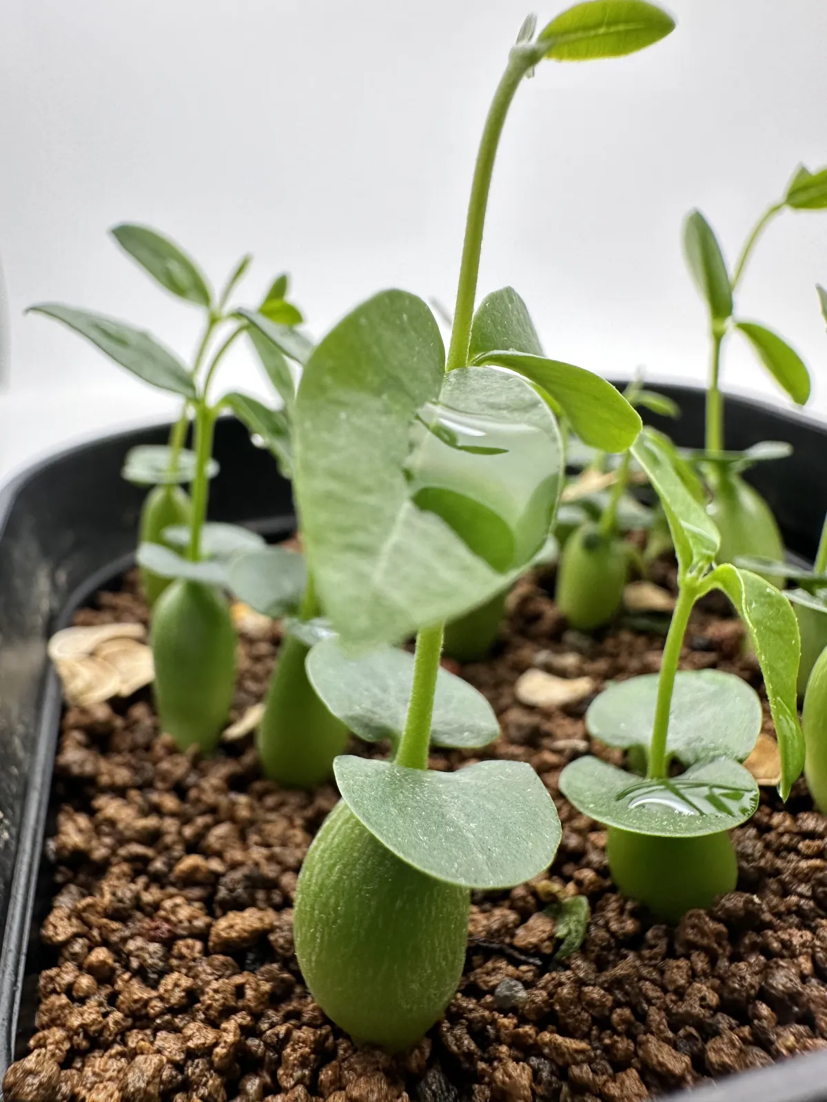 Fockea edulis (フォッケア 火星人)