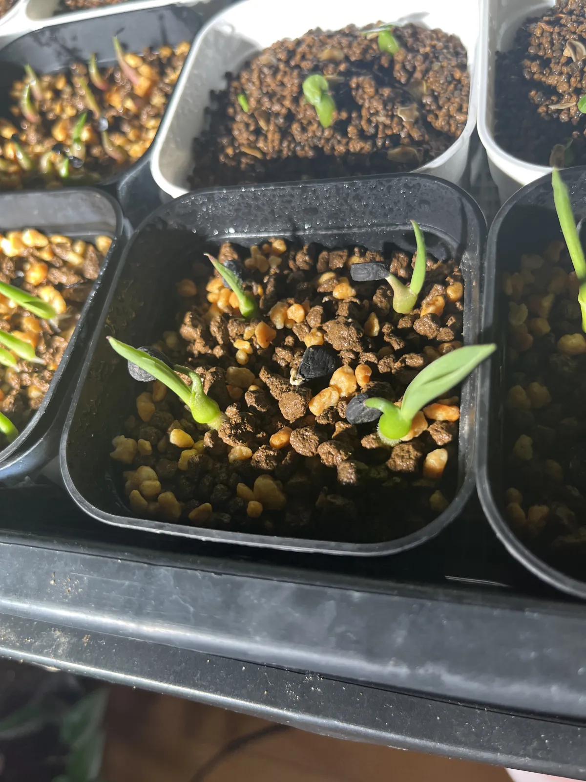 Yucca carnerosana (ユッカ カルネロサーナ)