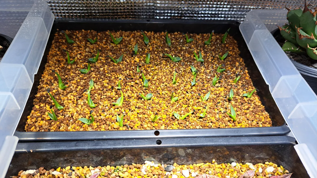 Agave utahensis var. eborispina 'Vegas' (アガベ エボリスピナ ヴェガス)