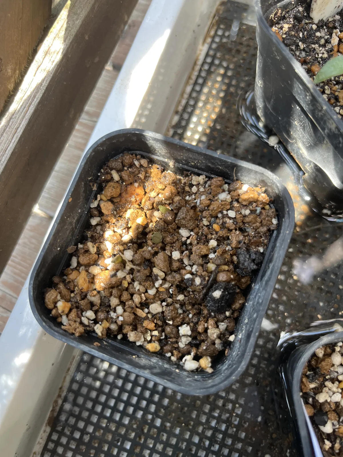 Gasteria carinata var. verrucosa (ガステリア ウェルコーサ)