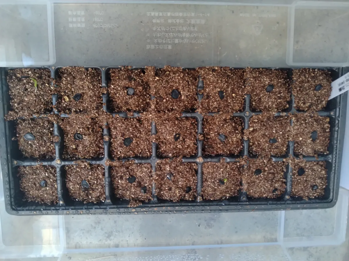 Agave parryi subsp. parryi (アガベ パリー)