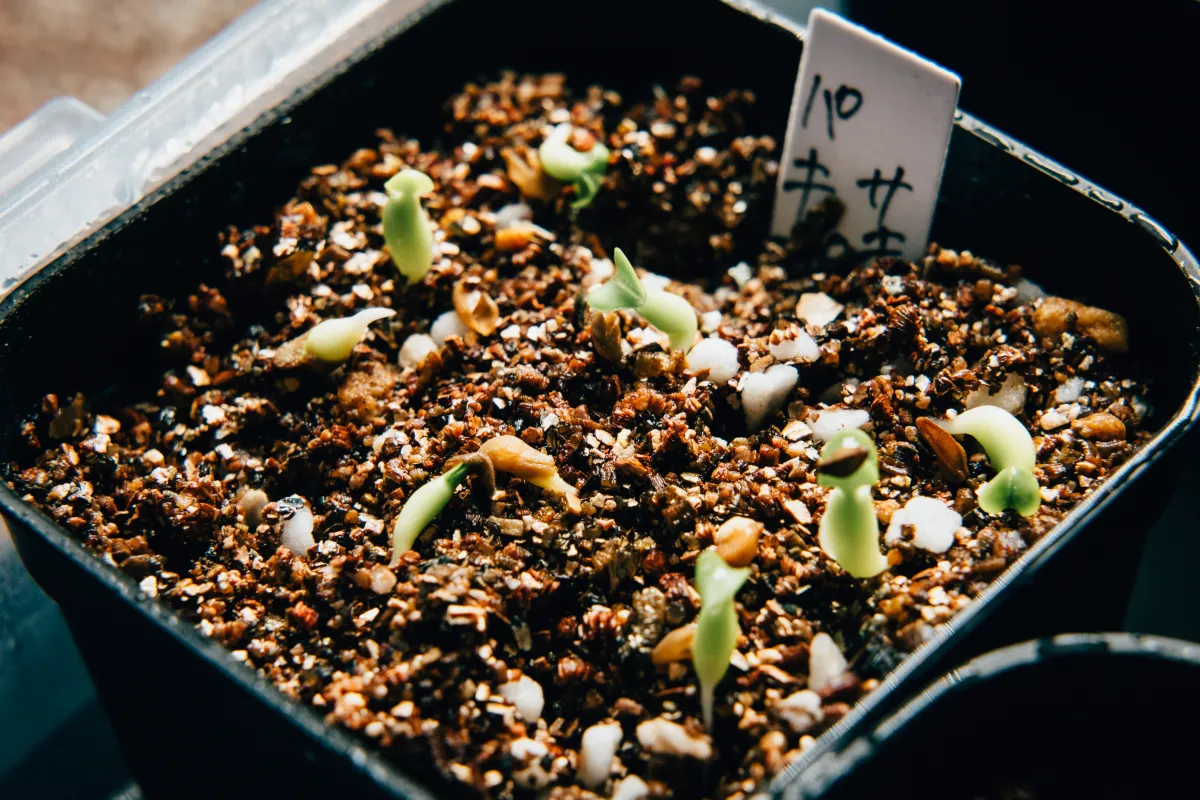 Pachypodium succulentum (パキポディウム サキュレンタム 天馬空)