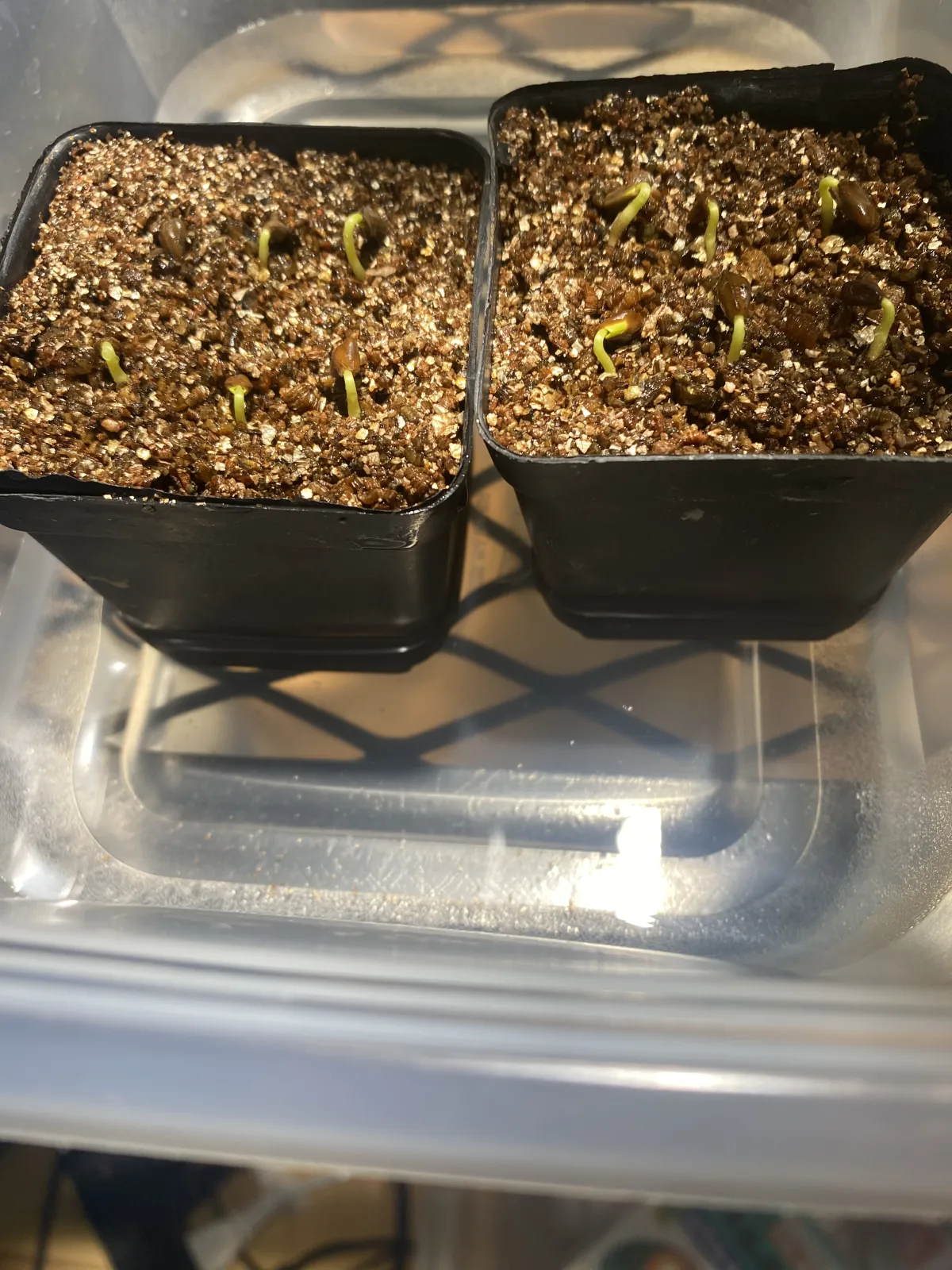 Senna meridionalis (センナ メリディオナリス)