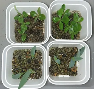 ミックス種子福袋5000円