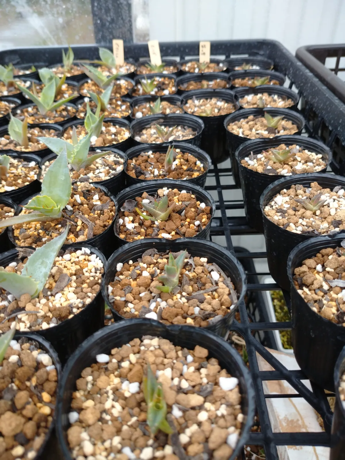 Agave horrida ssp. horrida (アガベ ホリダ)