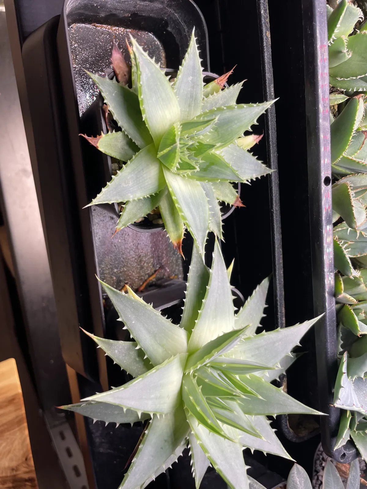 Aloe polyphylla (アロエ ポリフィラ)