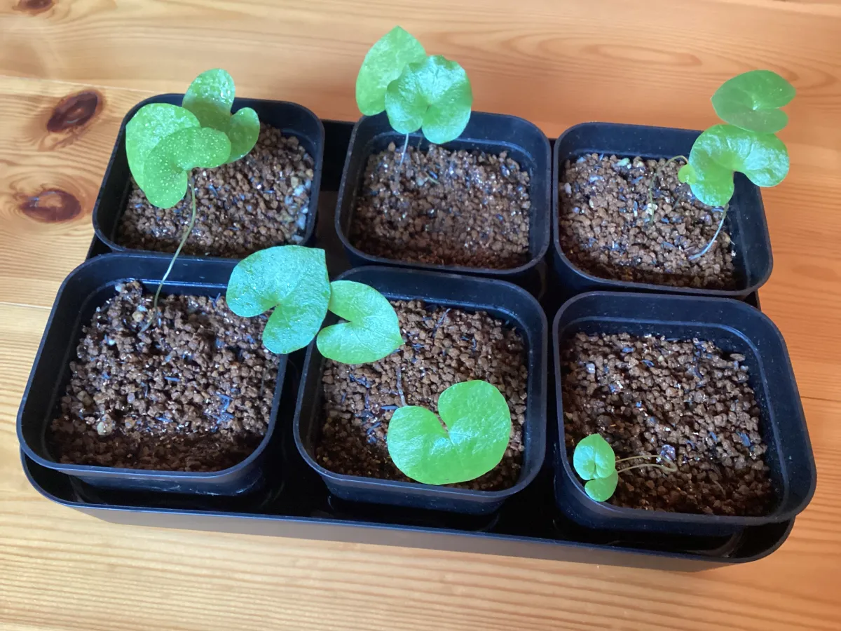 Dioscorea elephantipes (ディオスコレア エレファンティペス アフリカ亀甲竜)