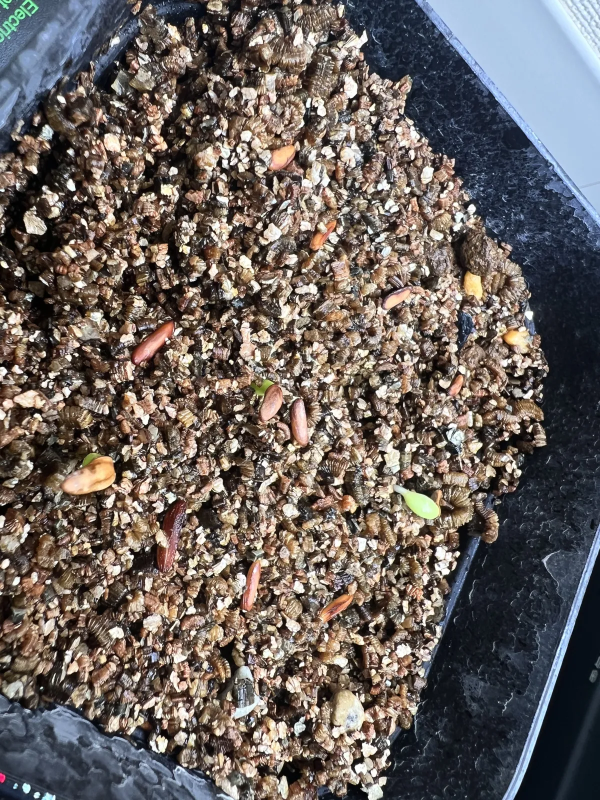 Pachypodium rosulatum var. gracilius (パキポディウム グラキリス)