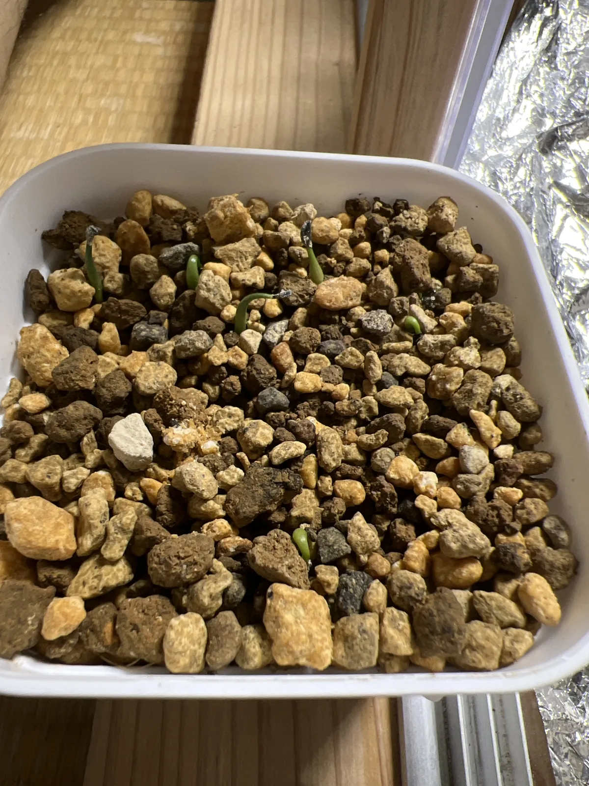 Agave horrida 'Chocolate Thorn' (アガベ ホリダ チョコレートソーン)